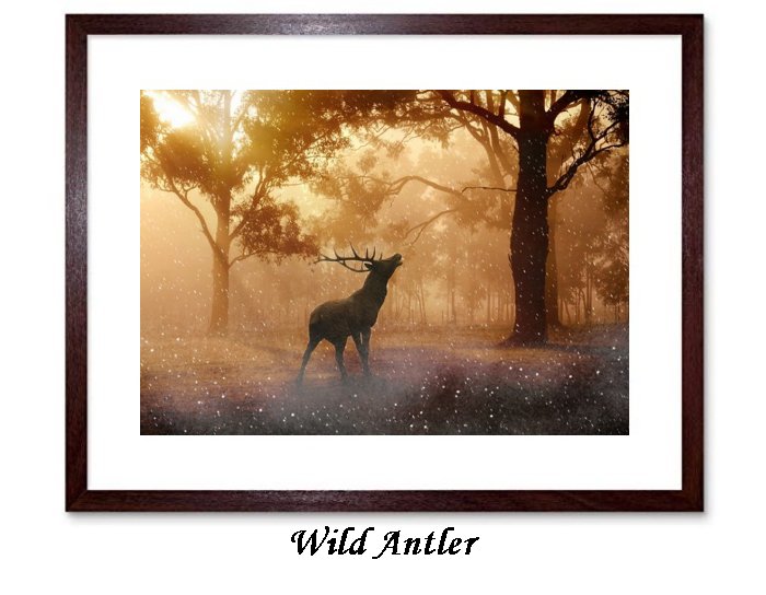 Wild Antler